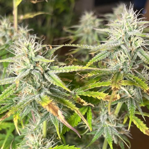 Amnesia Zkittlez growlog timeline photo