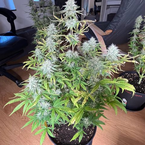 Amnesia Zkittlez growlog timeline photo