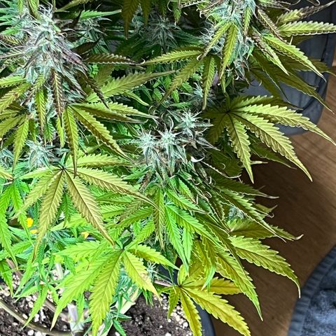 Blue Dream growlog timeline photo