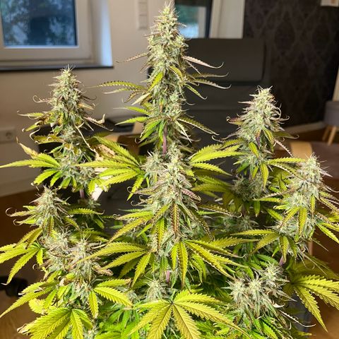 Blue Dream growlog timeline photo