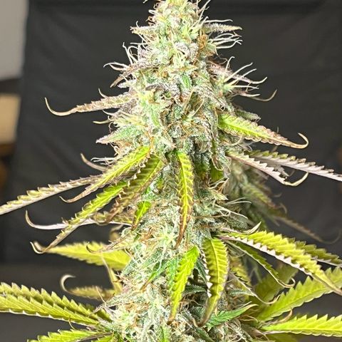 Blue Dream growlog timeline photo