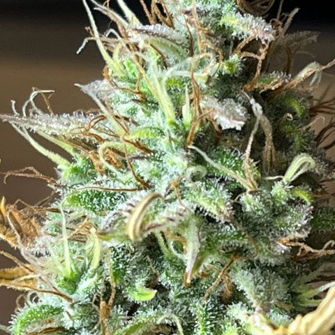Northern Lights growlog timeline photo