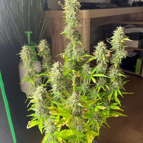 Northern Lights growlog timeline photo