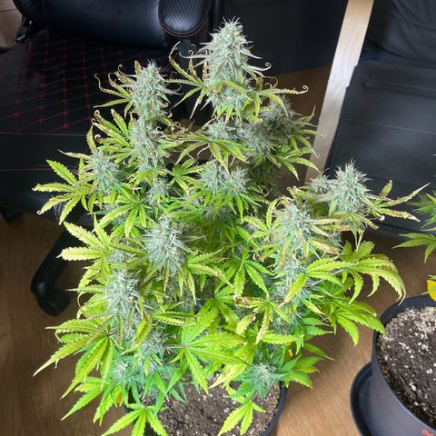 Amnesia Zkittlez growlog timeline photo