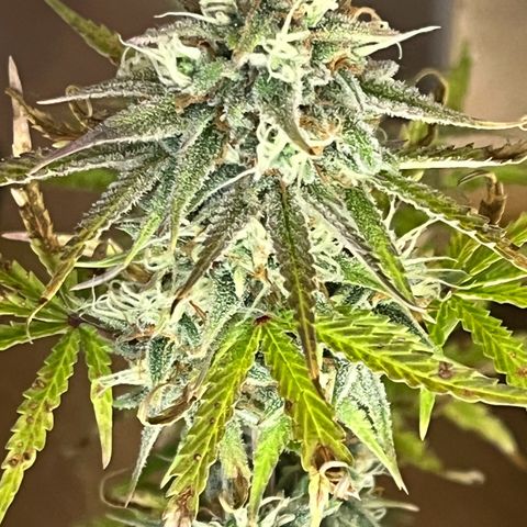Amnesia Zkittlez growlog timeline photo