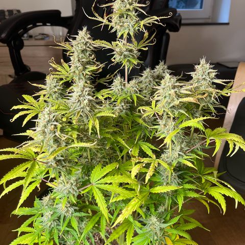 Amnesia Zkittlez growlog timeline photo