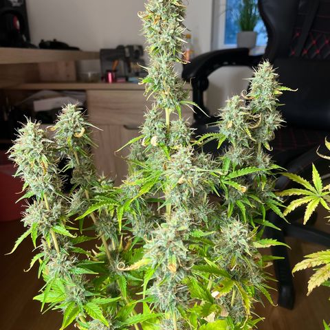 Northern Lights growlog timeline photo