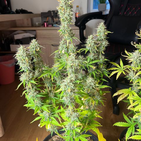 Northern Lights growlog timeline photo