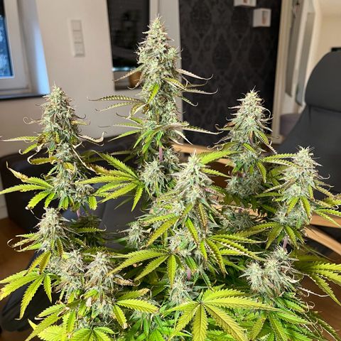 Blue Dream growlog timeline photo