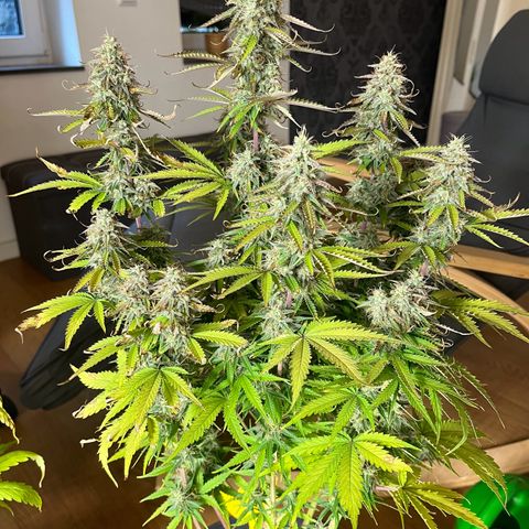 Blue Dream growlog timeline photo