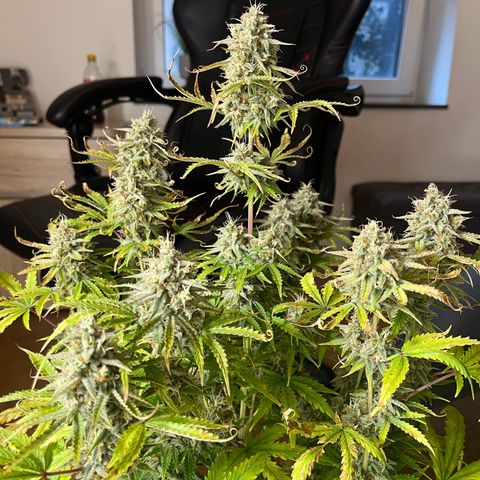 Amnesia Zkittlez growlog timeline photo