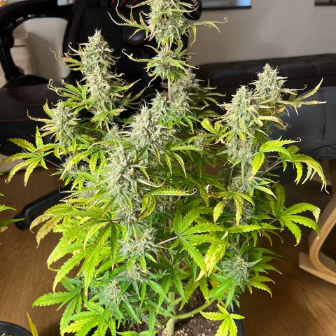 Amnesia Zkittlez growlog timeline photo