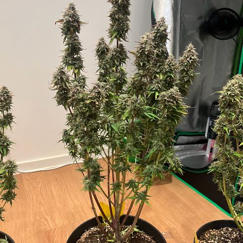 Blue Dream growlog timeline photo