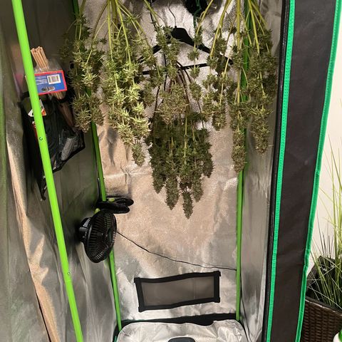 Blue Dream growlog timeline photo