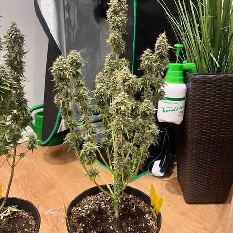Northern Lights growlog timeline photo