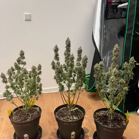 Northern Lights growlog timeline photo