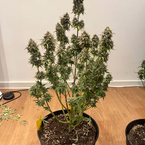 Amnesia Zkittlez growlog timeline photo