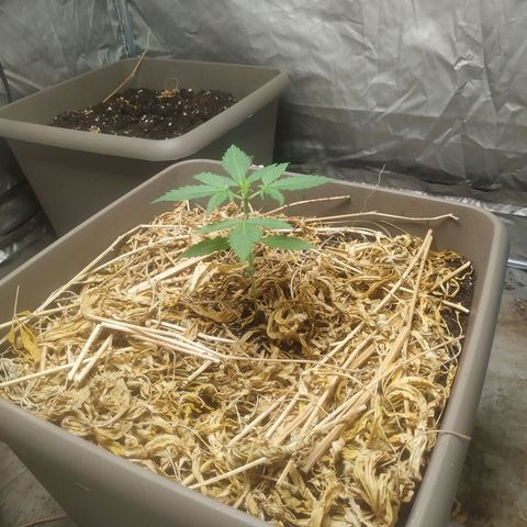 Sensi #1 growlog timeline photo