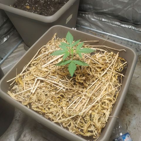 Sensi #1 growlog timeline photo