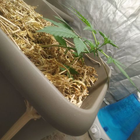 Sensi #1 growlog timeline photo