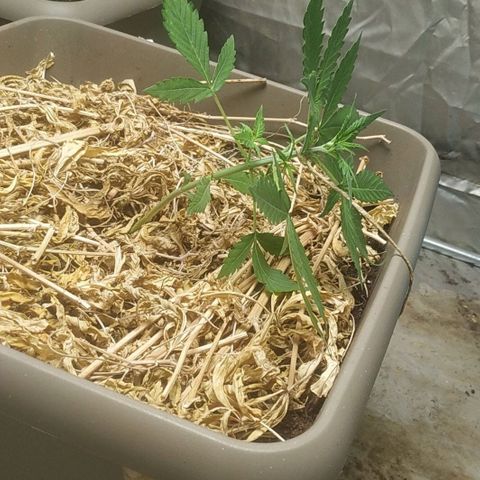 Sensi #1 growlog timeline photo