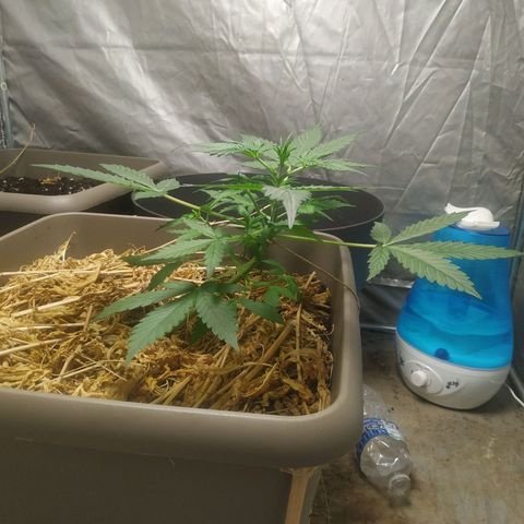 Sensi #1 growlog timeline photo