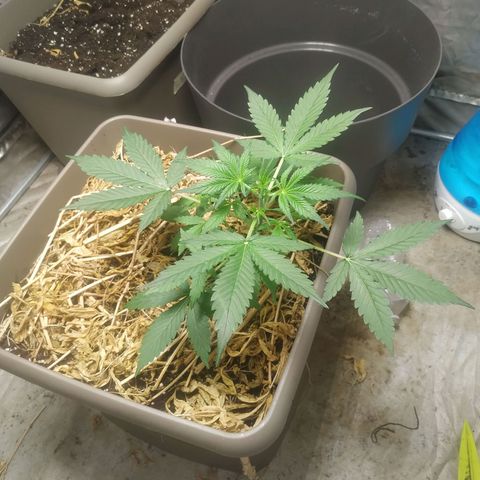 Sensi #1 growlog timeline photo