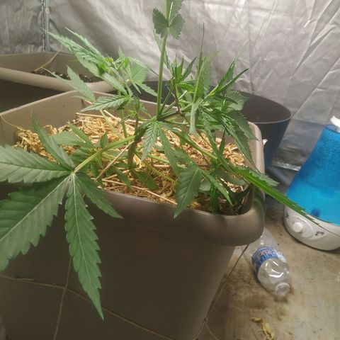 Sensi #1 growlog timeline photo
