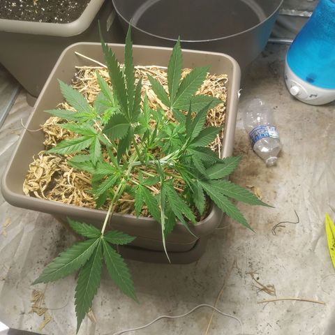 Sensi #1 growlog timeline photo