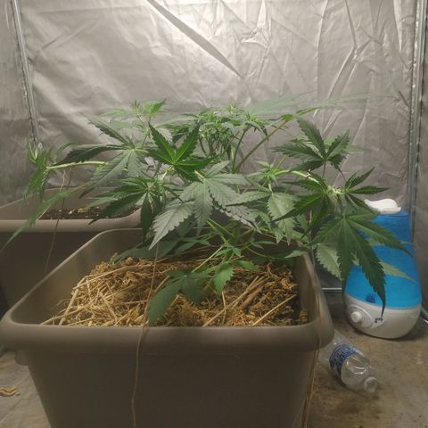 Sensi #1 growlog timeline photo