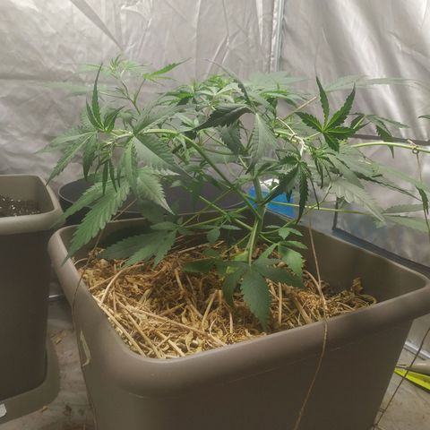 Sensi #1 growlog timeline photo