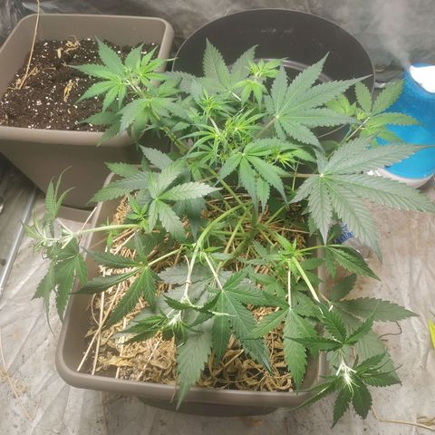 Sensi #1 growlog timeline photo