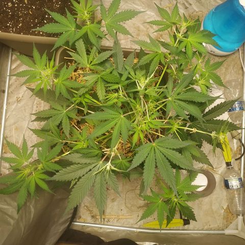 Sensi #1 growlog timeline photo
