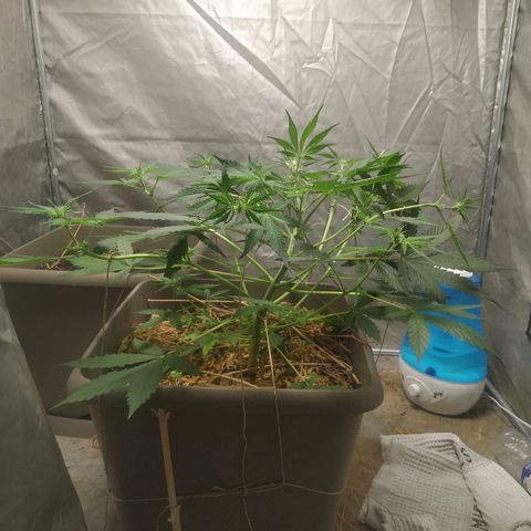 Sensi #1 growlog timeline photo