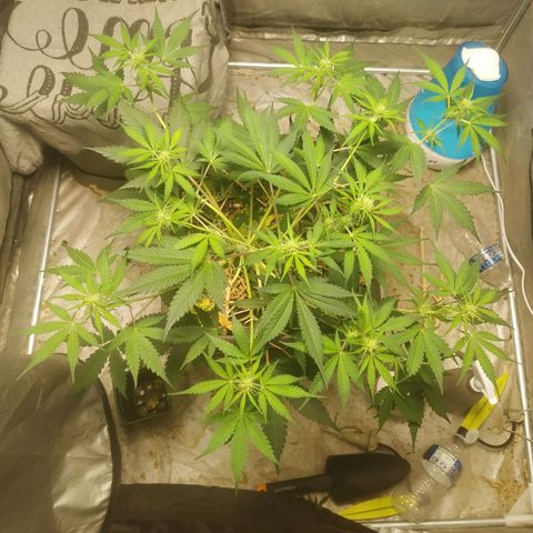 Sensi #1 growlog photo: Palissage + taille des têtes inférieures