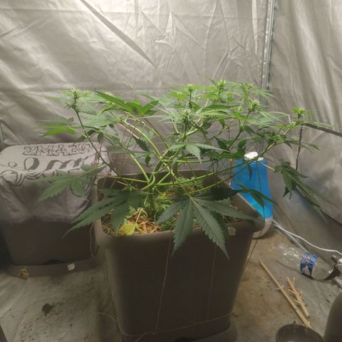 Sensi #1 growlog photo: Palissage + taille des têtes inférieures