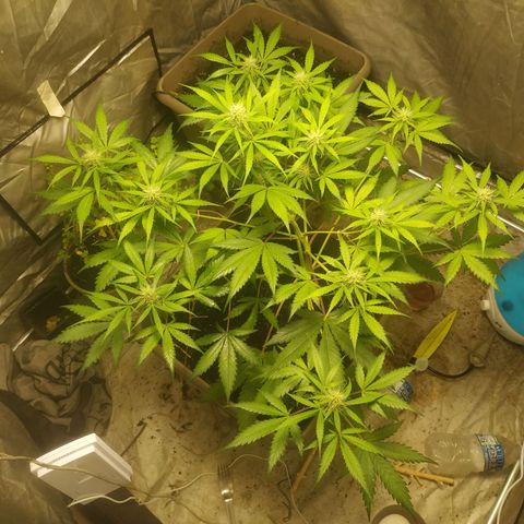 Sensi #1 growlog timeline photo