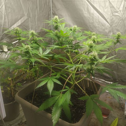 Sensi #1 growlog timeline photo