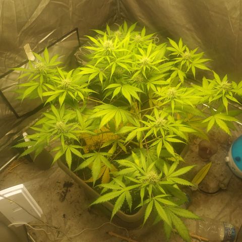 Sensi #1 growlog timeline photo