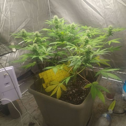Sensi #1 growlog timeline photo