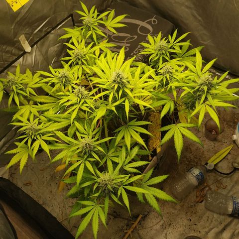 Sensi #1 growlog timeline photo