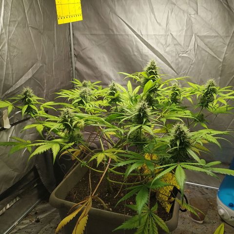 Sensi #1 growlog timeline photo