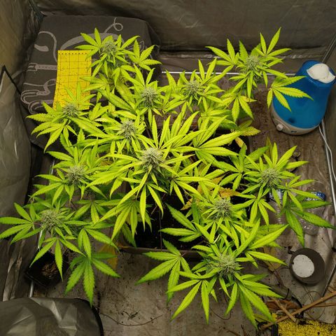 Sensi #1 growlog timeline photo