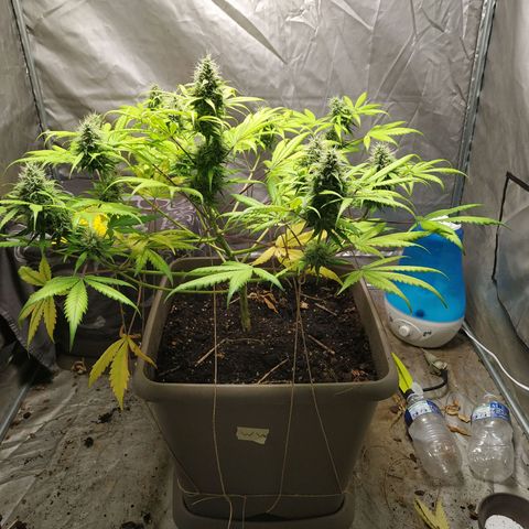 Sensi #1 growlog timeline photo
