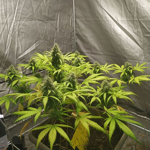 Sensi #1 growlog timeline photo