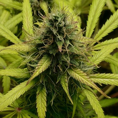 Sensi #1 growlog timeline photo