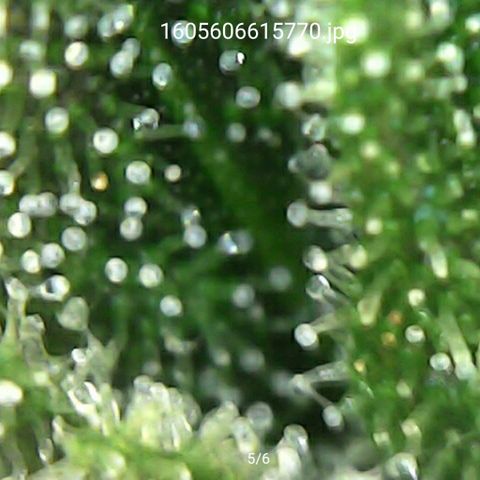Sensi #1 growlog timeline photo