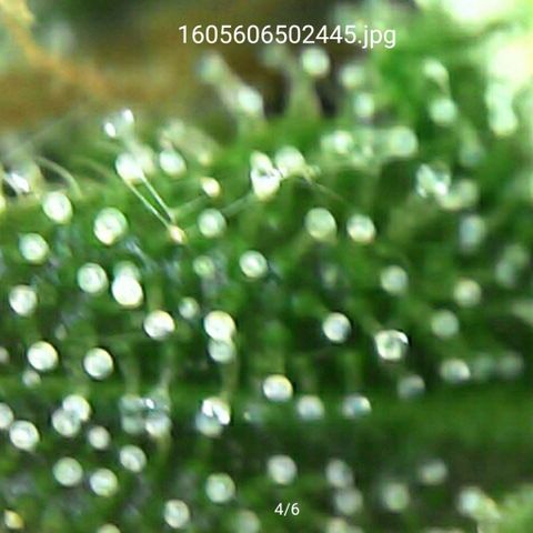 Sensi #1 growlog timeline photo