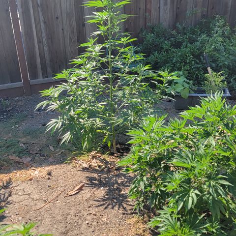 Plant 4: "Christmas Tree" growlog timeline photo