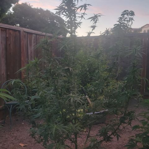 Plant 4: "Christmas Tree" growlog timeline photo